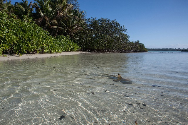 2 shark species in Seychelles keep peace by social distancing, study finds