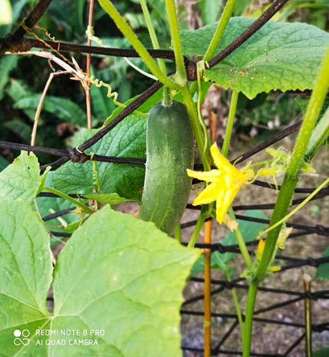 Home gardens grow in Seychelles amid COVID-19 doldrums