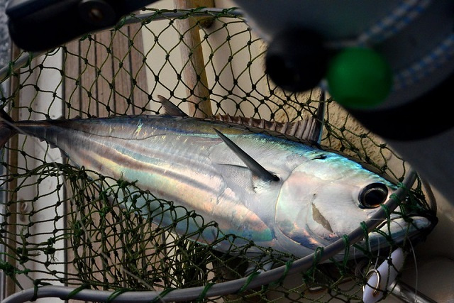 How much tuna? Seychelles, IOTC meets on sustainability of vital industry