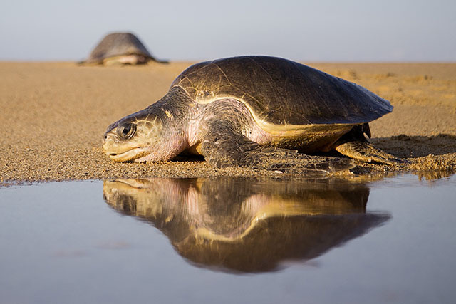 Madagascar: 19 morts, dont 9 enfants, après avoir mangé une tortue de mer