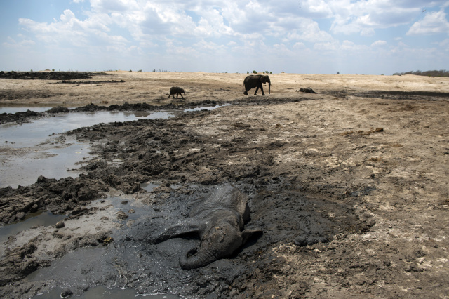 'Alarm bells' as African elephants see sharp decline: conservationists