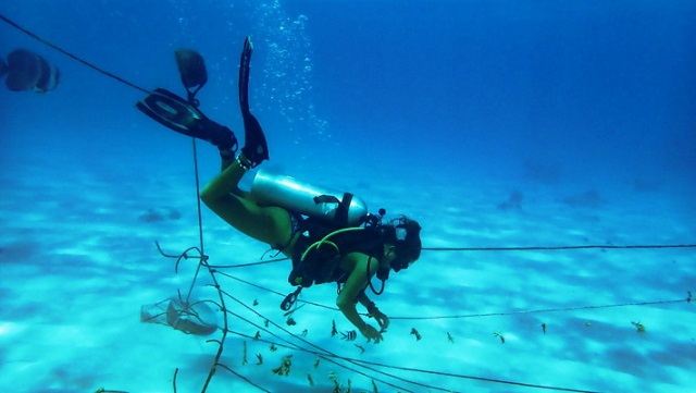 Marine Conservation Society Seychelles restaure le récif du parc national de Ste Anne