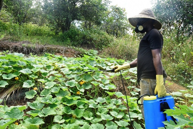 Seychelles' technology innovation institute develops solar-powered pesticide sprayer for farmers