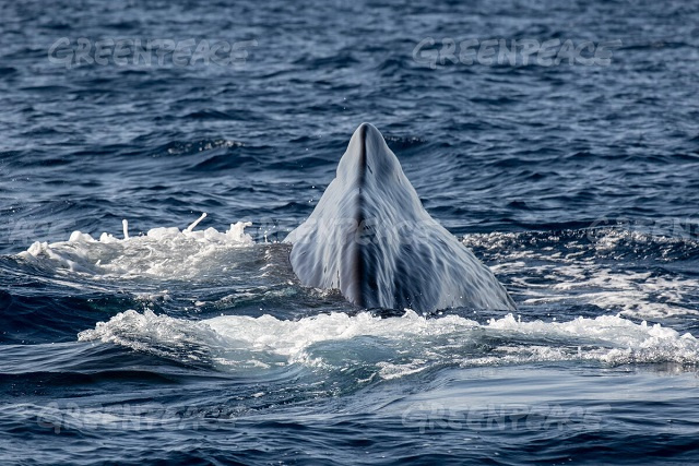 Endangered sperm whales, carbon-sink seagrass seen on trip near Seychelles