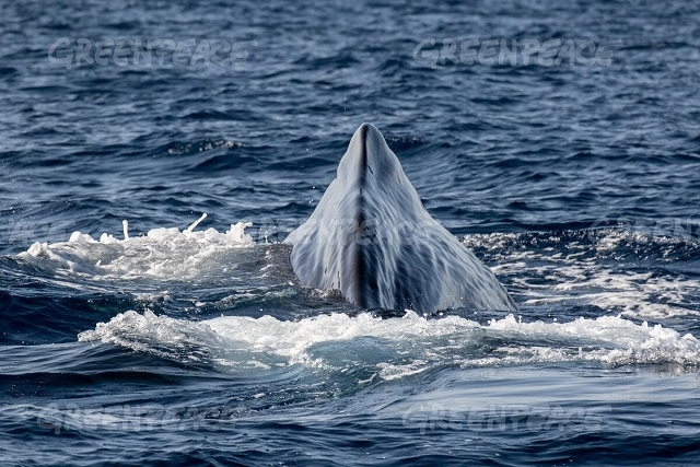 Des baleines en voie de disparition et une prairie d'herbes marines aperçus près des Seychelles