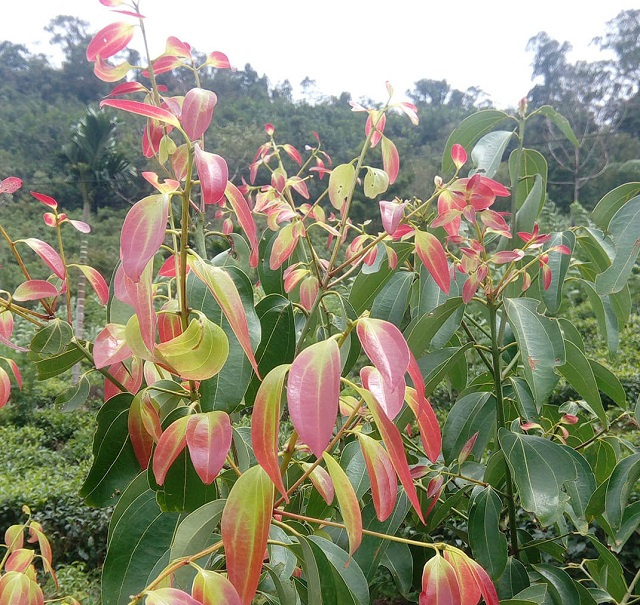 Prisoners in Seychelles to harvest cinnamon bark; earning money, helping industry