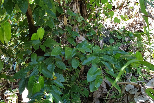 Seychelles begins programmes to boost natural export products, beginning with cinnamon