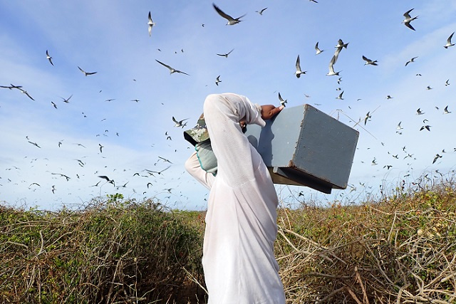 Seychelles begins census of sooty tern, closes egg collection period until next June