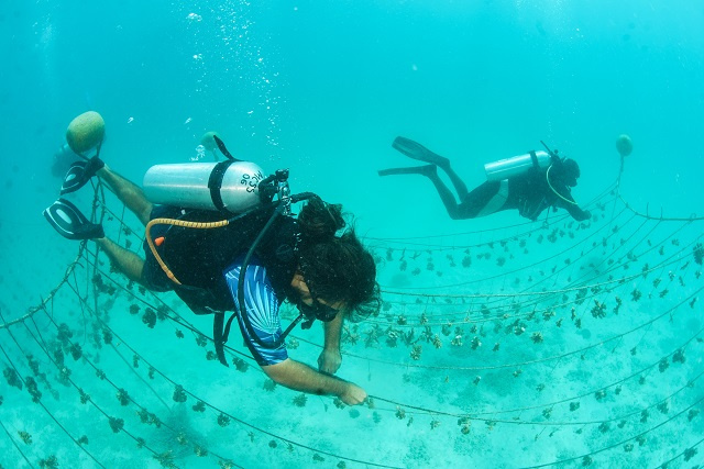 Marine Conservation Society Seychelles offering training to help restore coral reef at Ste Anne Marine Park