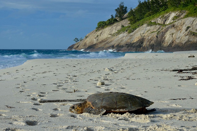 'Power of conservancy' shines as green turtle numbers in Seychelles make huge gains