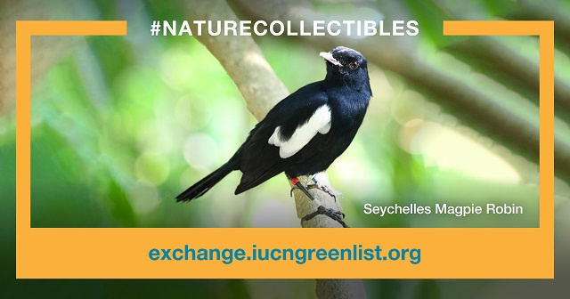 Nature Seychelles selling magpie robins via next-wave platform: NFTs