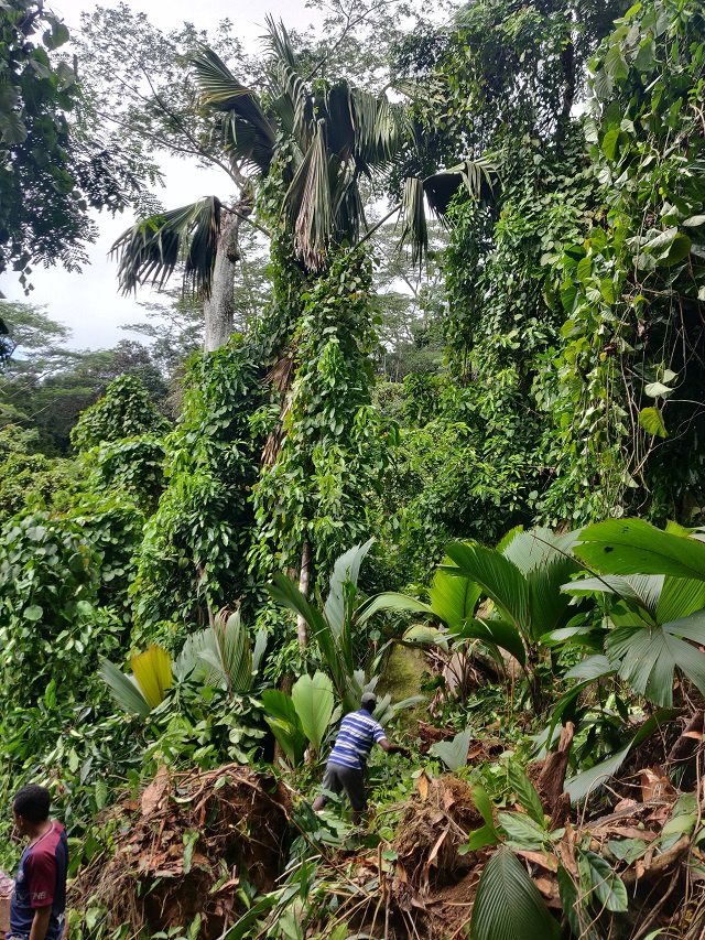 Project on Seychelles' Silhouette island protects coco de mer from invasive plant