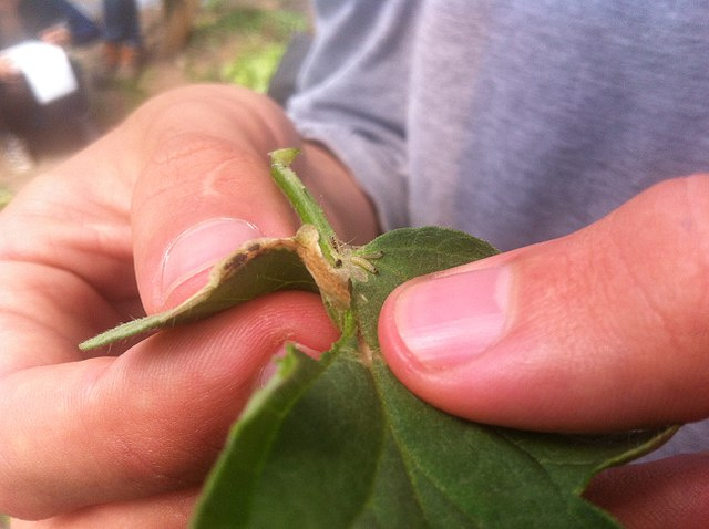 Seychellois officials warn of risk to tomato crops due to invasive caterpillar