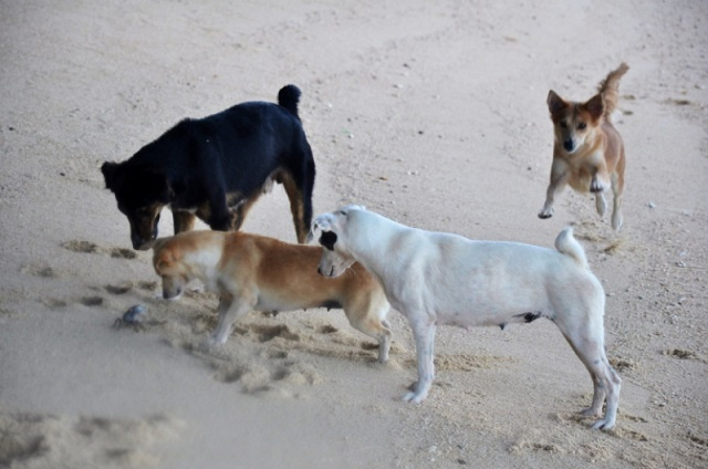 Campaign to register dogs in Seychelles kicks off; goal is to reduce strays