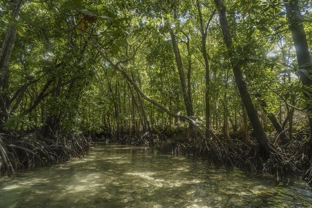 Bucking global trend, mangroves expanding on Seychelles' Aldabra Atoll, study finds