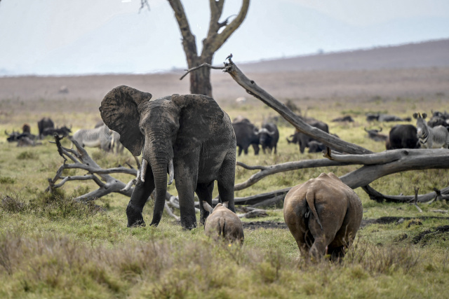 No animal left behind: Kenya holds first national wildlife census