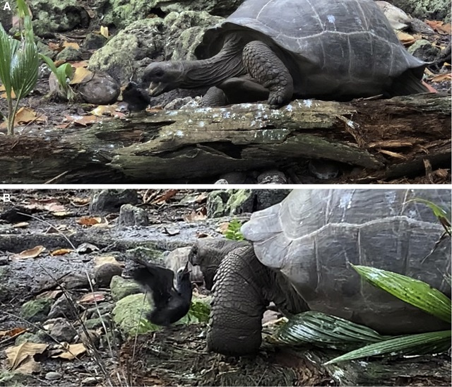 First-of-its kind video shows giant tortoise in Seychelles stalking, eating baby chick