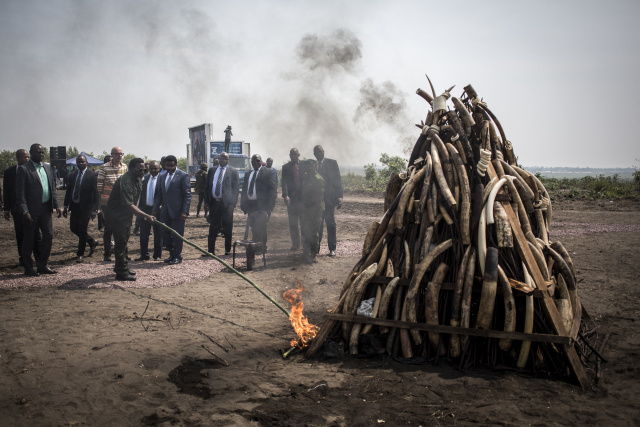 Armed groups benefit from poaching, logging in Congo reserve, say NGOs