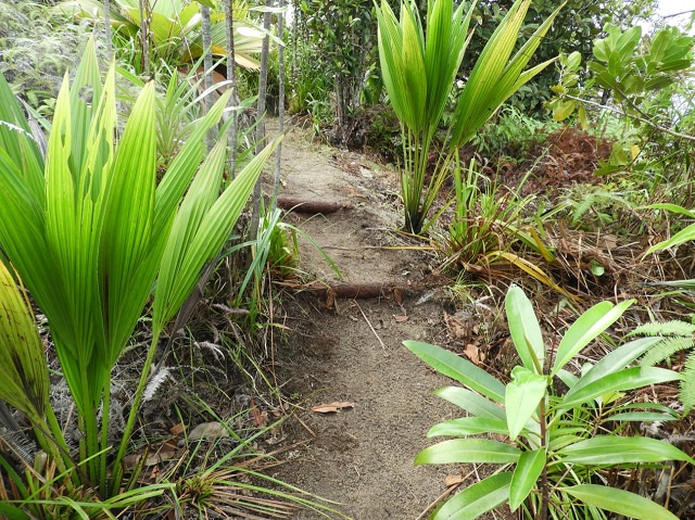 US Embassy grant to help group restore Tea Tavern Trail on Seychelles' main island