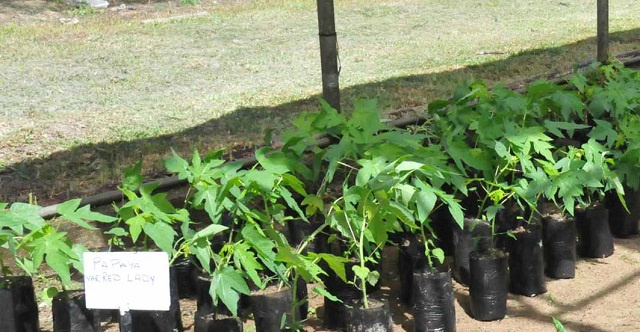 Fruit tree sale in Seychelles promotes home gardens for World Food Day