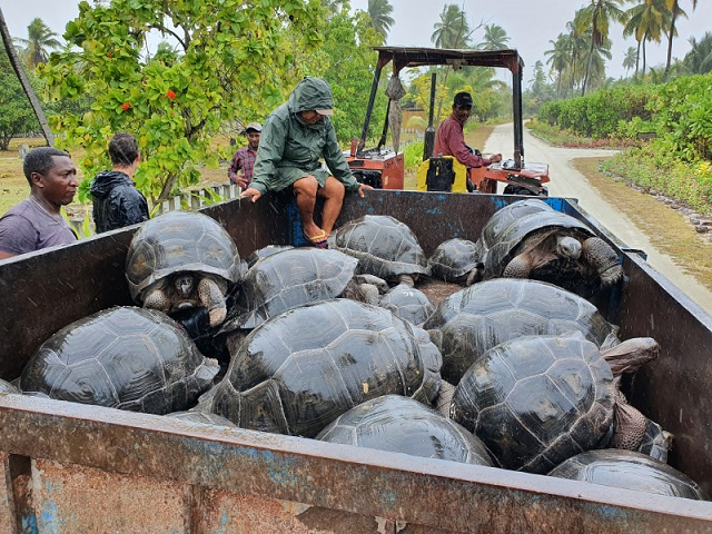 27 Aldabra giant tortoises bred in Seychelles are released into the wild