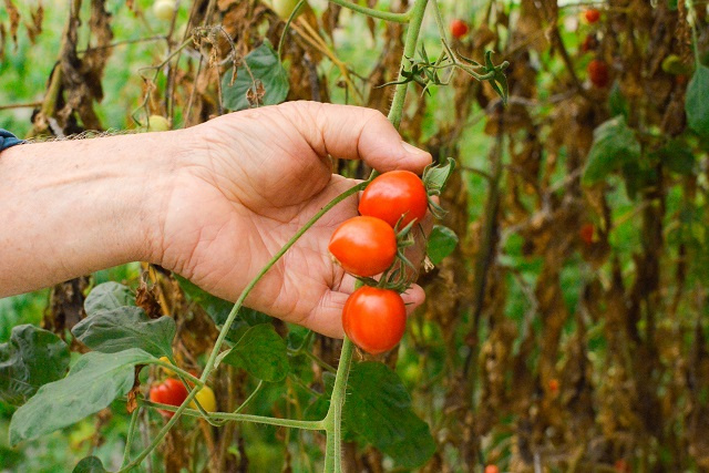 Trial project in Seychelles to grow greenhouse tomatoes in rainy season