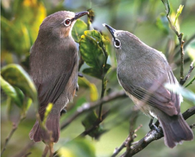 Bird with white eye rings in danger of disappearing from Seychelles' main island