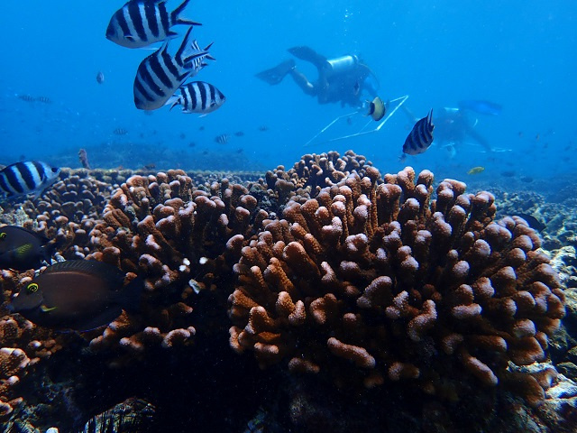 Seychelles hosts multi-country meeting to restore coral ecosystems to aid fishing, aquaculture