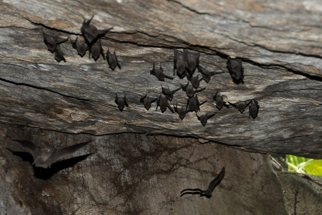 Seychelles conducts census on critically endangered sheath-tailed bat