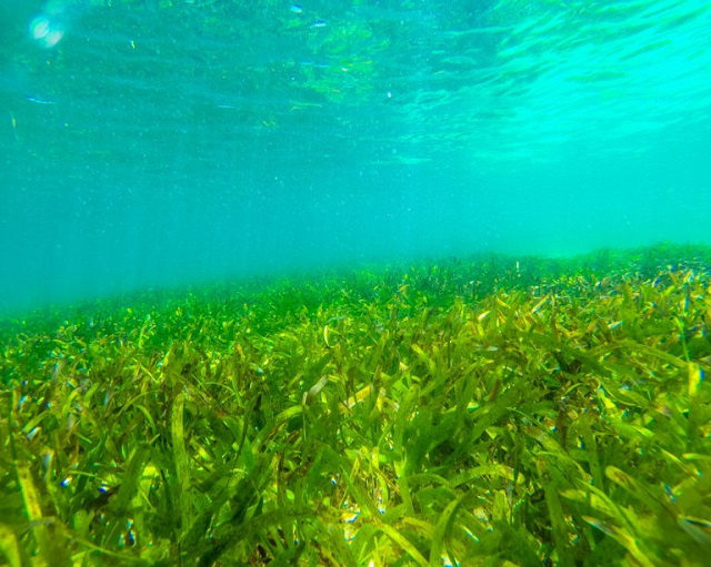 La cartographie des herbiers marins sur le plateau de Mahé, aux Seychelles est terminée