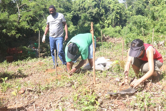 Seychelles' delegates to UN climate summit plant trees to offset carbon footprint of travelling to Glasgow