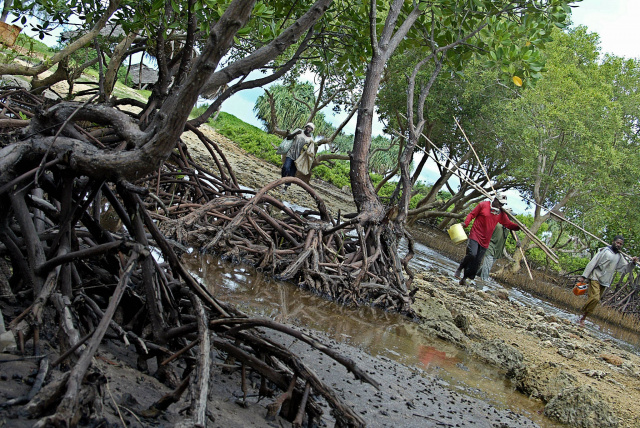 Kenyans heal devastated land with the power of mangroves