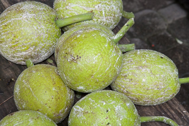 Les Seychelles entreprennent un recensement des fruits à pain pour améliorer la sécurité alimentaire