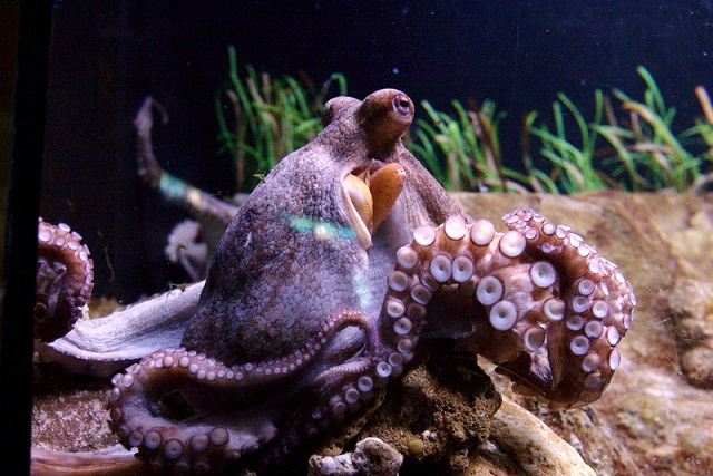 UNDP Ecofish: Seychelles to study its octopuses for future regulation of species