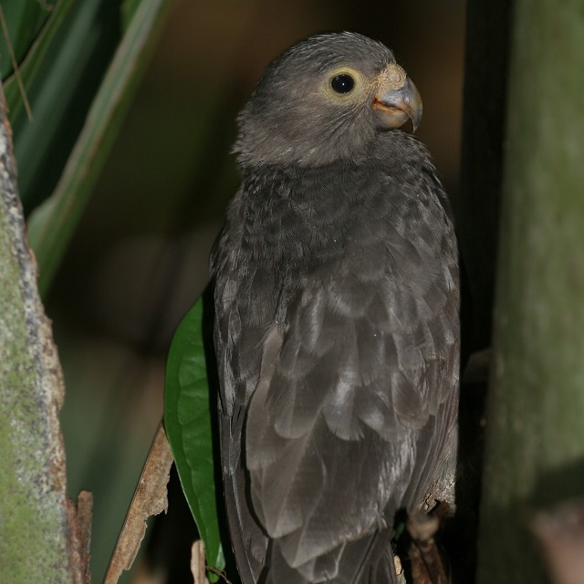 Endemic species: Seychelles Islands Foundation calls for photos of black parrot sightings