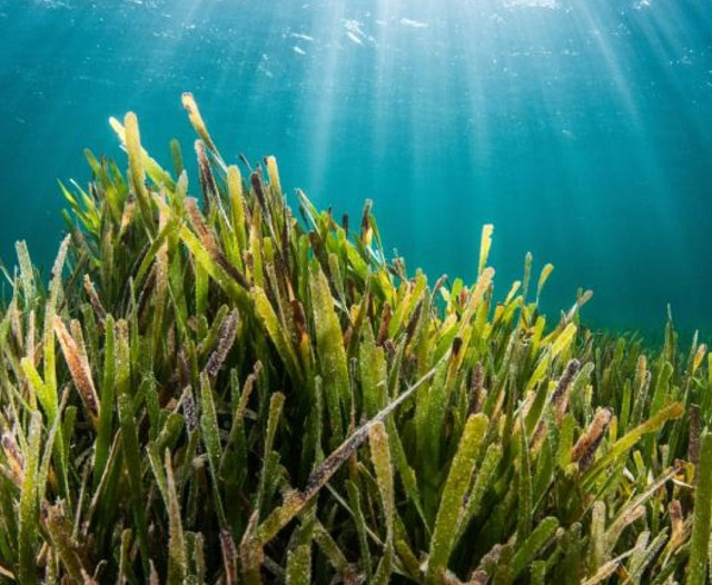 Blue Carbon commitment: Seychelles' seagrass meadows mapped