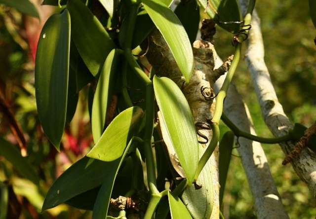 Seychelles Islands Foundation considers producing vanilla at Fond Ferdinand Nature Reserve