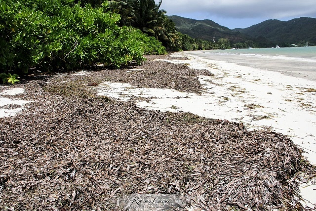 BlueInvest Africa Forum in Seychelles gives African start-ups chance to pitch Blue Economy ideas