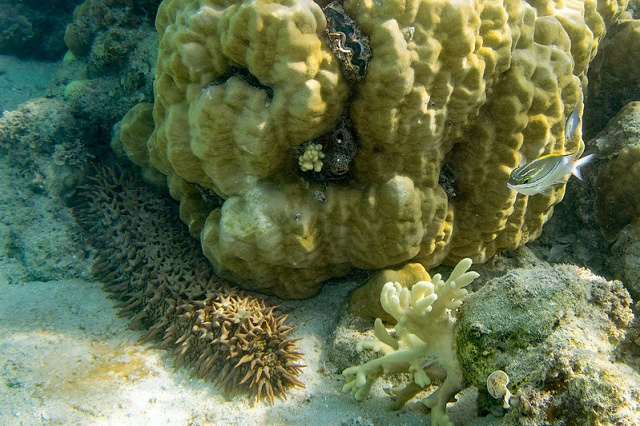 Climate change: Seychelles' sea cucumber stock falls by 30%