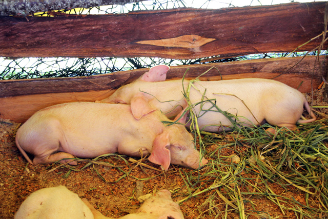 Experts from FAO and Seychelles meet to draft antimicrobial resistance action plan