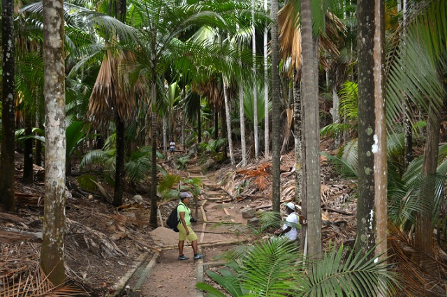 Male coco de mer tree population at Fond Ferdinand is stable, says Seychelles Islands Foundation