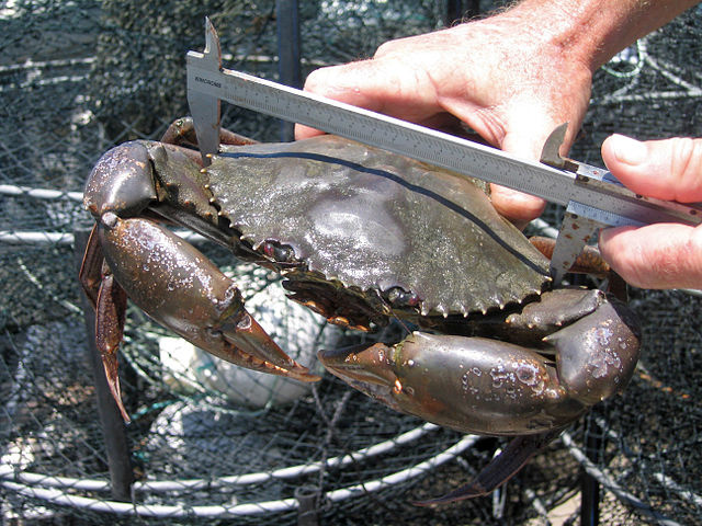 Attrapé, étiqueté et relâché : Lancement de la première étude sur le crabe de boue aux Seychelles
