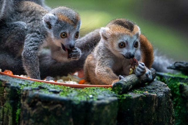 Wildlife populations plunge 69% since 1970: WWF