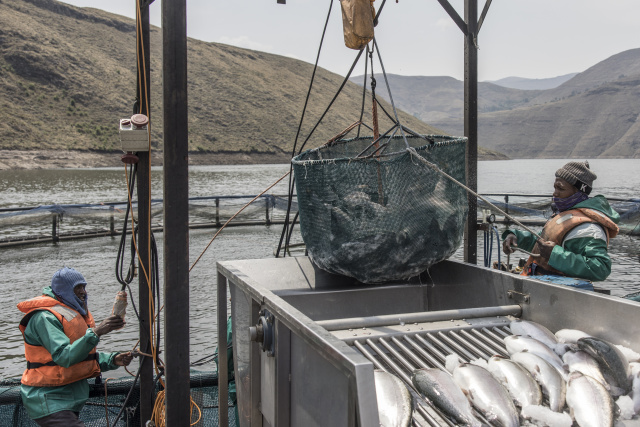 Mountainous Lesotho finds gold in trout fish farming