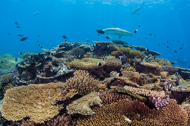 Les Seychelles accueillent une réunion CITES pour examiner les mesures de survie des requins et des raies