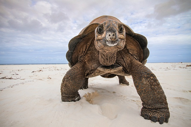 Seychelles' Aldabra giant tortoise's genome decoded, arming scientists with tools to protect species