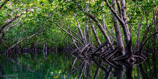 Seychelles' Aldabra mangroves absorb nearly half of fossil fuel emissions of island state