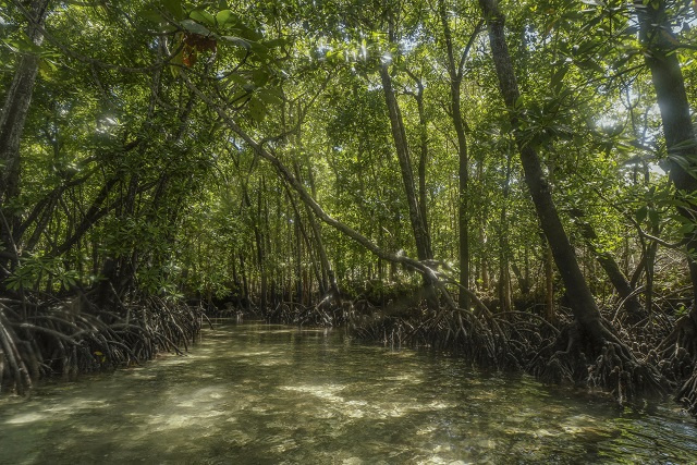 Les Seychelles protégeront 100% des mangroves et des herbiers marins en 2023, déclare le président à la COP27
