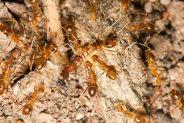 Native fauna thrives at Seychelles' Vallee de Mai with 97% decrease in yellow crazy ants
