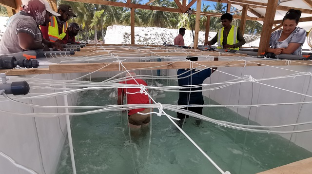 Pilot project: Prawn farming relaunched on Coetivy Island 